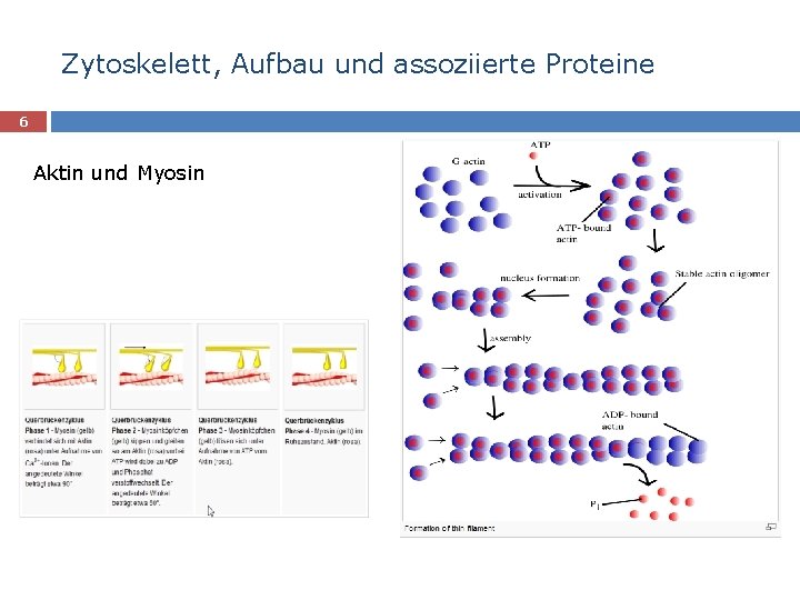 Zytoskelett, Aufbau und assoziierte Proteine 6 Aktin und Myosin 