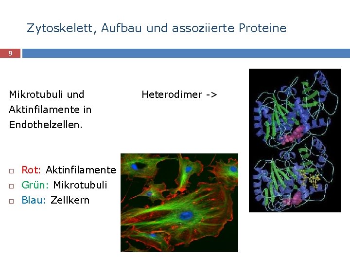 Zytoskelett, Aufbau und assoziierte Proteine 9 Mikrotubuli und Aktinfilamente in Endothelzellen. Rot: Aktinfilamente Grün: