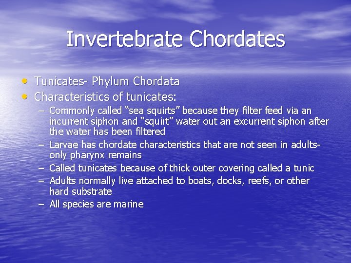 Invertebrate Chordates • Tunicates- Phylum Chordata • Characteristics of tunicates: – Commonly called “sea