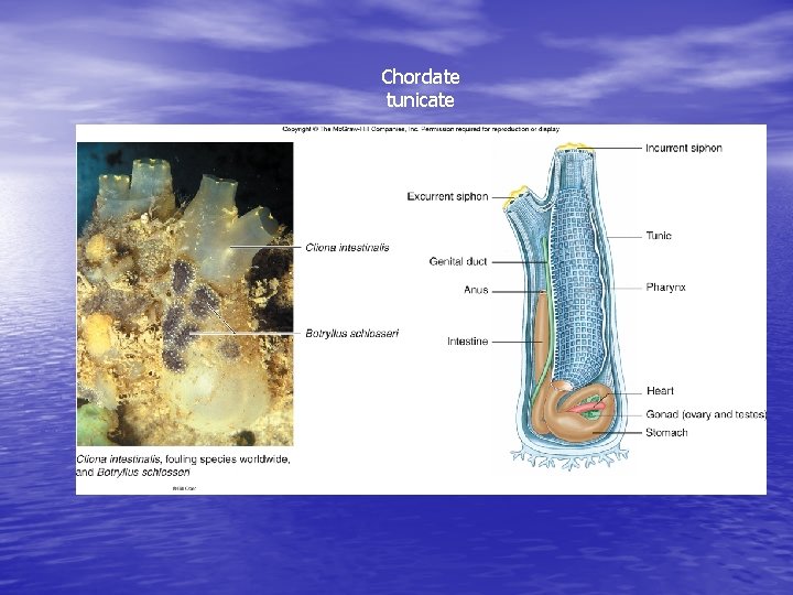 Chordate tunicate 