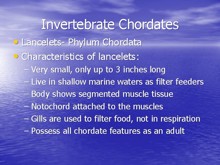 Invertebrate Chordates • Lancelets- Phylum Chordata • Characteristics of lancelets: – Very small, only