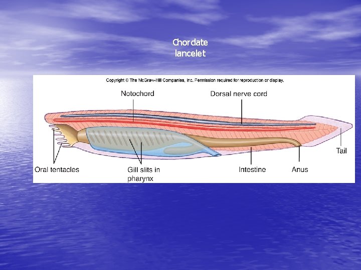 Chordate lancelet 