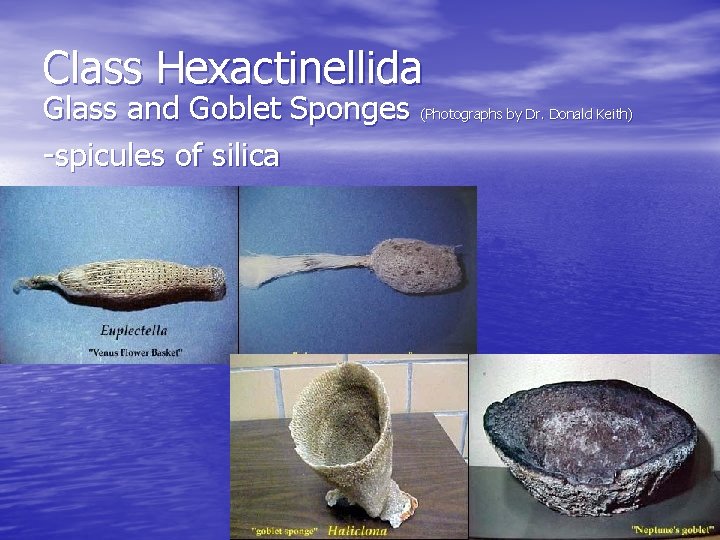 Class Hexactinellida Glass and Goblet Sponges (Photographs by Dr. Donald Keith) -spicules of silica