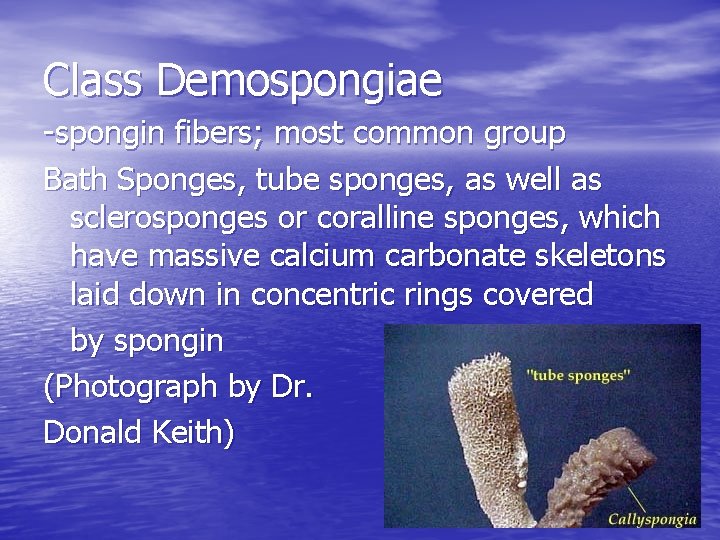 Class Demospongiae -spongin fibers; most common group Bath Sponges, tube sponges, as well as