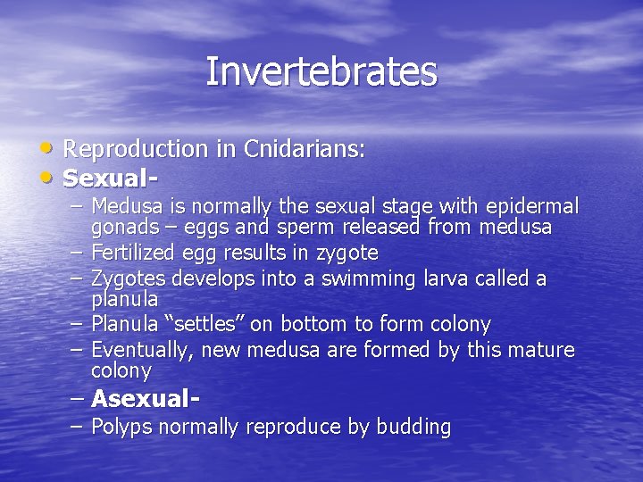 Invertebrates • Reproduction in Cnidarians: • Sexual- – Medusa is normally the sexual stage