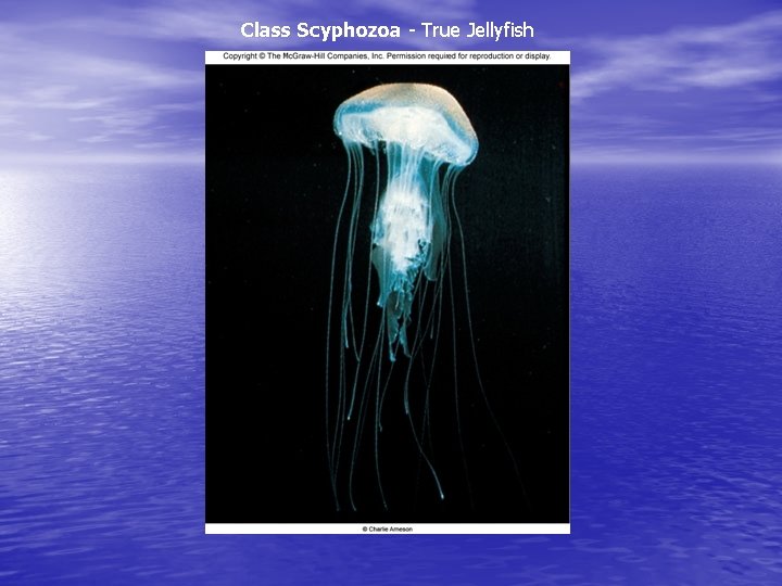 Class Scyphozoa - True Jellyfish 