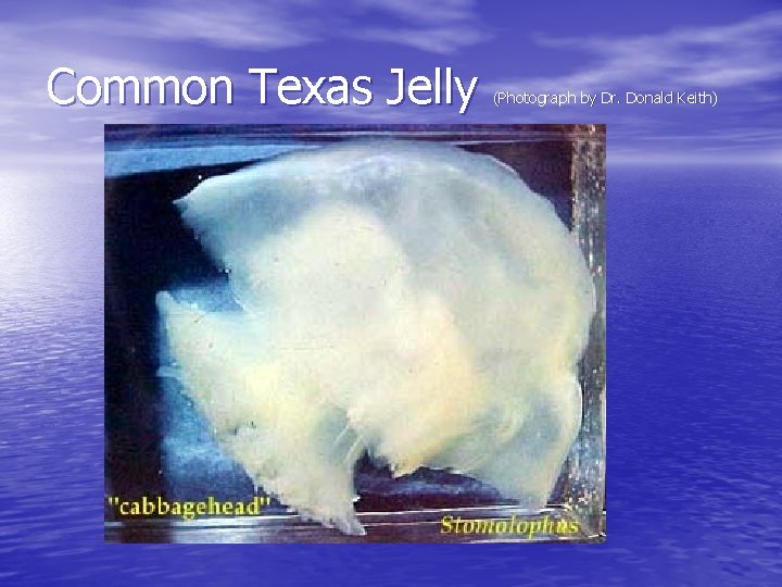 Common Texas Jelly (Photograph by Dr. Donald Keith) 