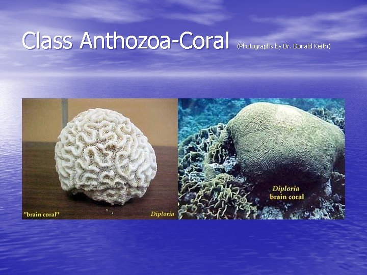 Class Anthozoa-Coral (Photographs by Dr. Donald Keith) 