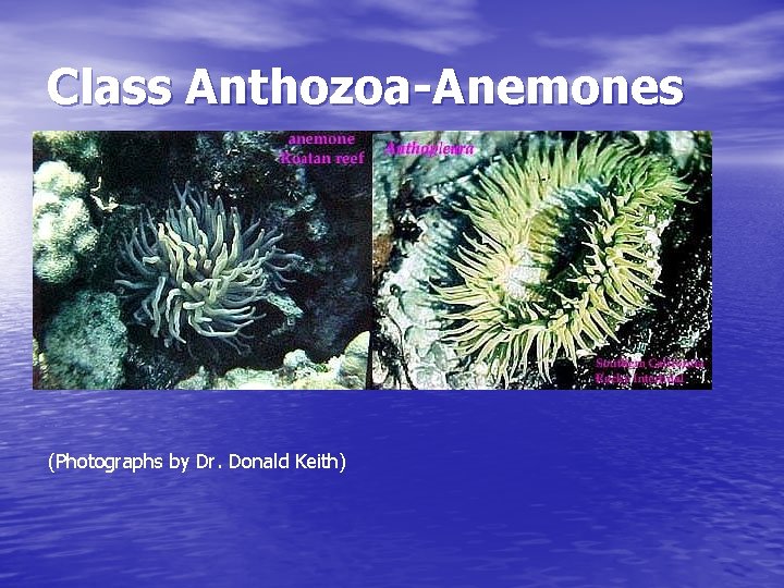 Class Anthozoa-Anemones (Photographs by Dr. Donald Keith) 