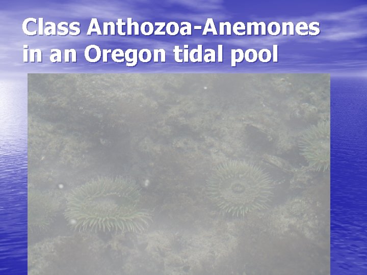 Class Anthozoa-Anemones in an Oregon tidal pool 