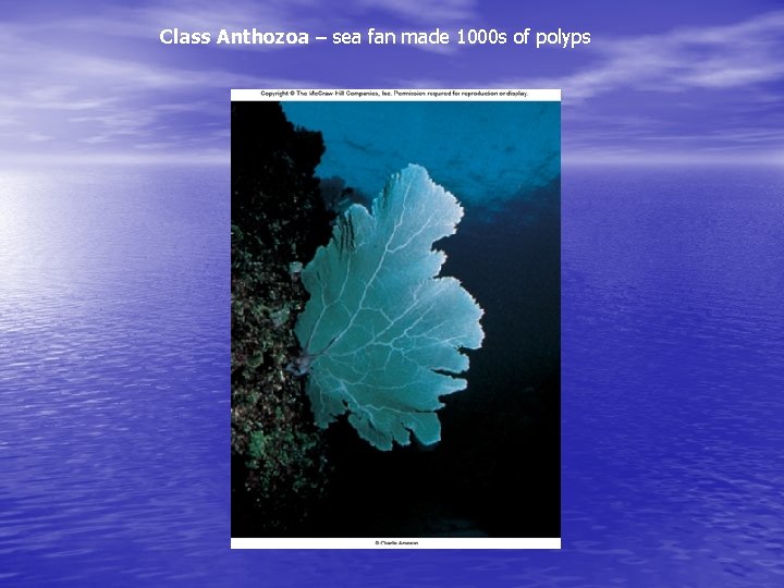 Class Anthozoa – sea fan made 1000 s of polyps 