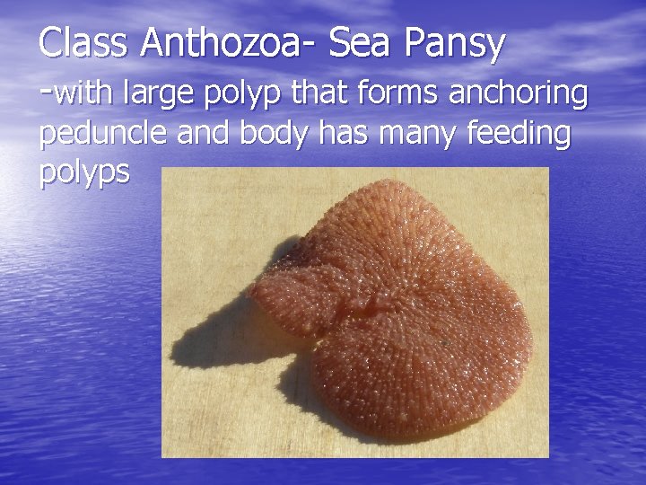 Class Anthozoa- Sea Pansy -with large polyp that forms anchoring peduncle and body has