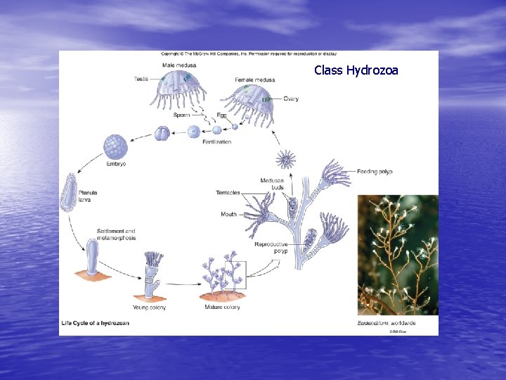 Class Hydrozoa 