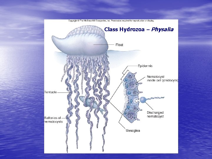 Class Hydrozoa – Physalia 