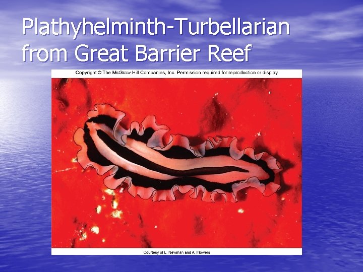 Plathyhelminth-Turbellarian from Great Barrier Reef 