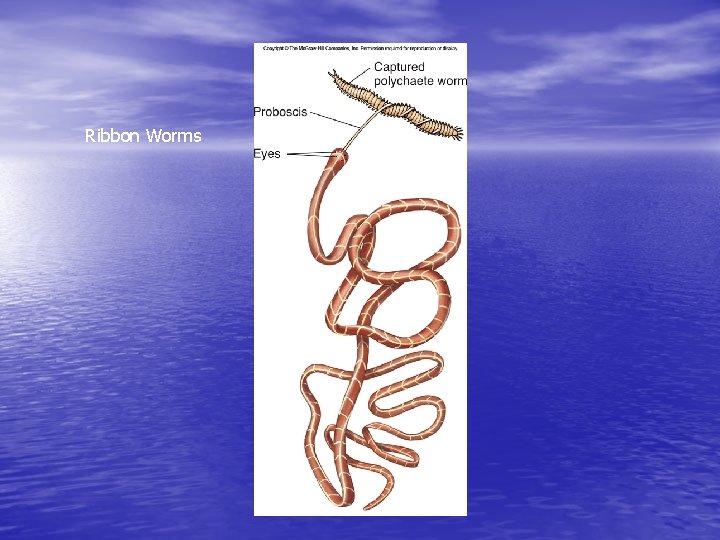 Ribbon Worms 
