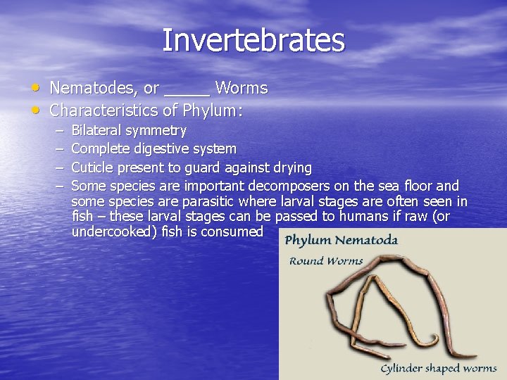 Invertebrates • Nematodes, or _____ Worms • Characteristics of Phylum: – – Bilateral symmetry