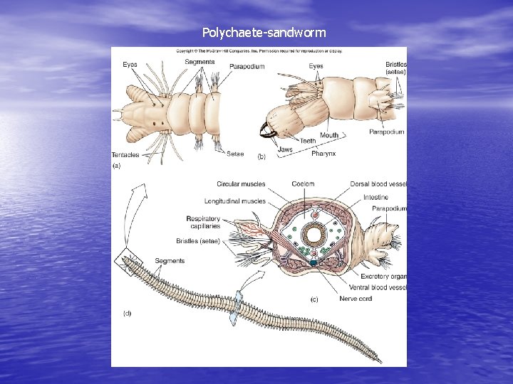 Polychaete-sandworm 