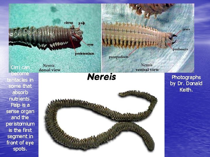 Cirri can become tentacles in some that absorb nutrients. Palp is a sense organ