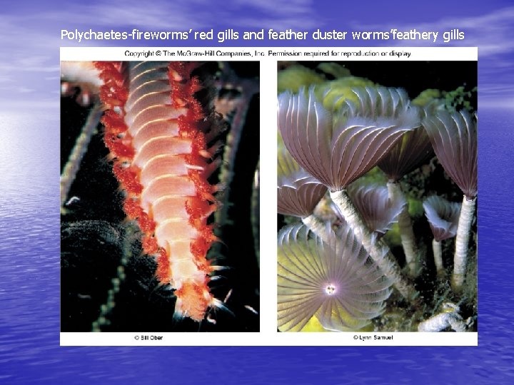 Polychaetes-fireworms’ red gills and feather duster worms’feathery gills 