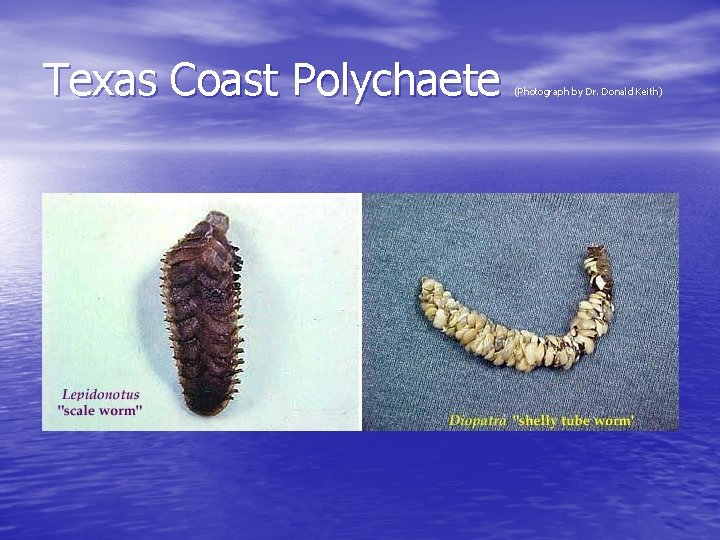 Texas Coast Polychaete (Photograph by Dr. Donald Keith) 