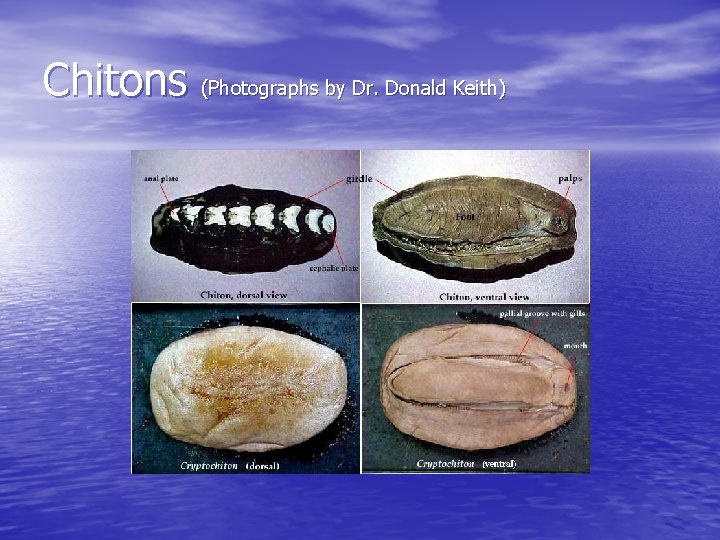 Chitons (Photographs by Dr. Donald Keith) 