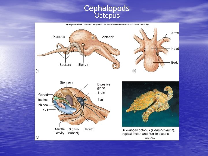 Cephalopods Octopus 