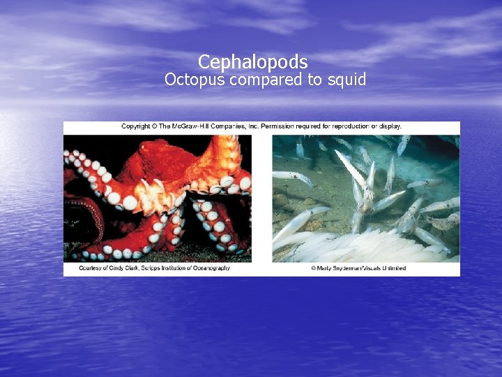 Cephalopods Octopus compared to squid 