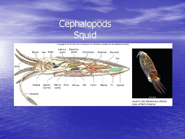 Cephalopods Squid 