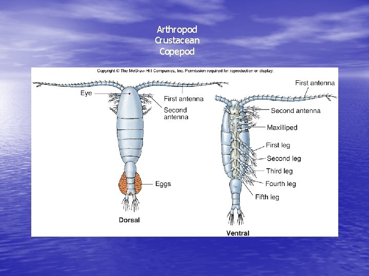 Arthropod Crustacean Copepod Crustaceans 