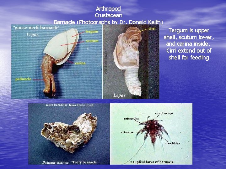 Arthropod Crustacean Barnacle (Photographs by Dr. Donald Keith) Tergum is upper shell, scutum lower,