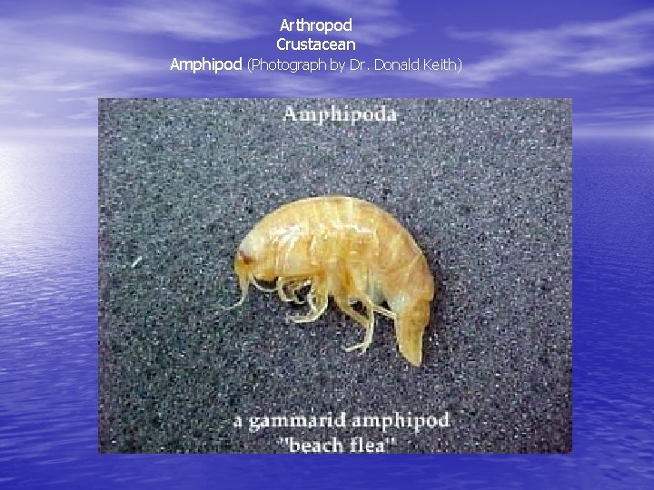 Arthropod Crustacean Amphipod (Photograph by Dr. Donald Keith) 