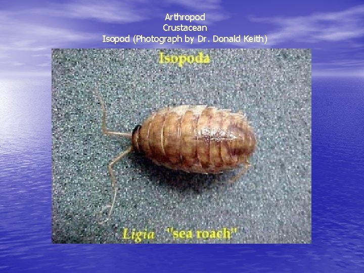 Arthropod Crustacean Isopod (Photograph by Dr. Donald Keith) 