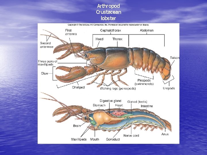 Arthropod Crustacean lobster 