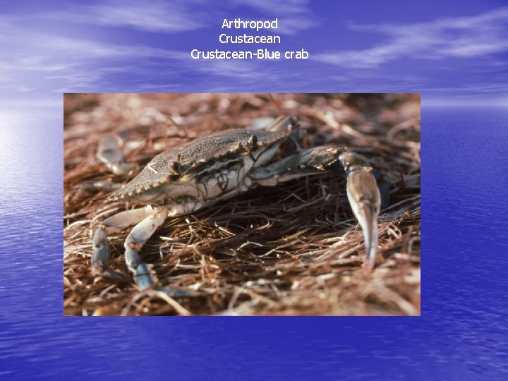 Arthropod Crustacean-Blue crab 