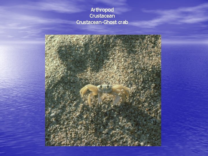 Arthropod Crustacean-Ghost crab 