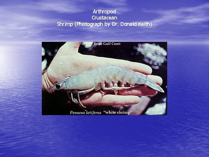 Arthropod Crustacean Shrimp (Photograph by Dr. Donald Keith) 