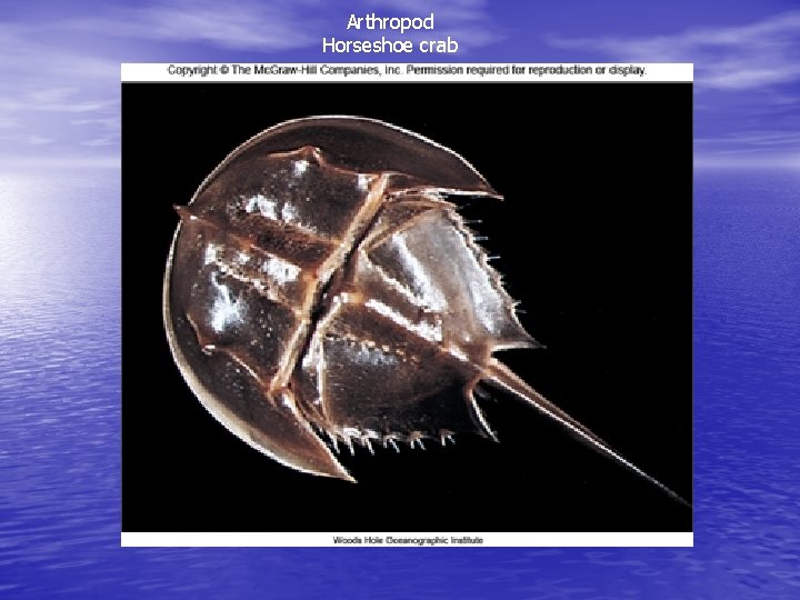 Arthropod Horseshoe crab 