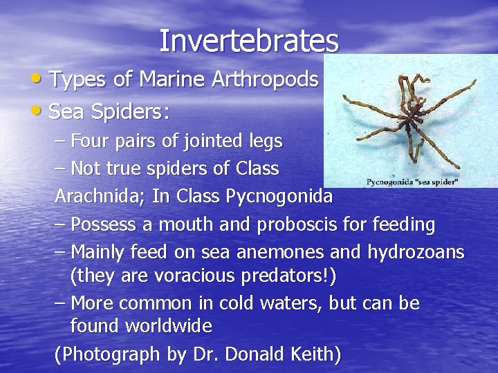 Invertebrates • Types of Marine Arthropods • Sea Spiders: – Four pairs of jointed