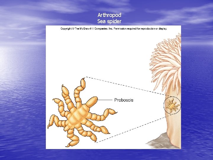 Arthropod Sea spider 