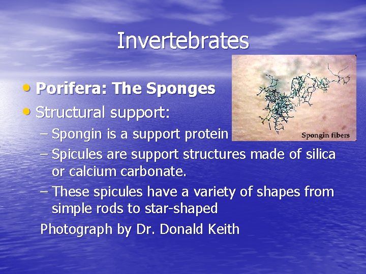 Invertebrates • Porifera: The Sponges • Structural support: – Spongin is a support protein