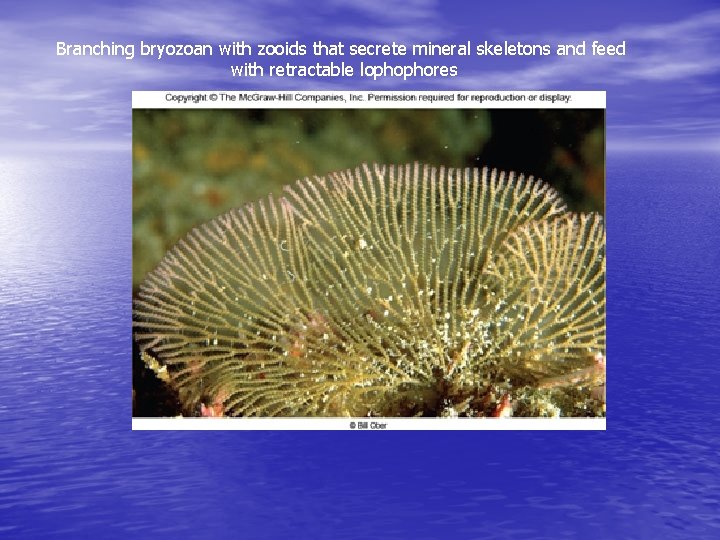 Branching bryozoan with zooids that secrete mineral skeletons and feed with retractable lophophores 