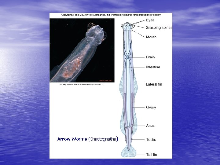 Arrow Worms (Chaetognatha)) 