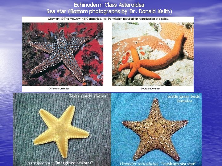 Echinoderm Class Asteroidea Sea star (Bottom photographs by Dr. Donald Keith) 