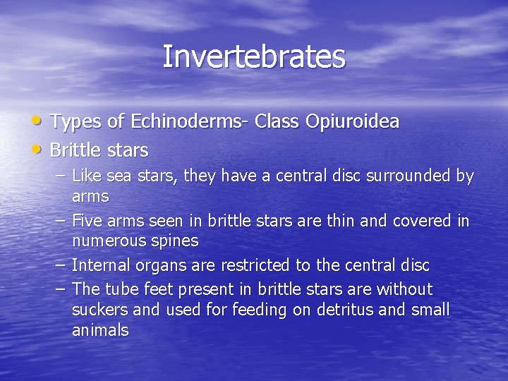 Invertebrates • Types of Echinoderms- Class Opiuroidea • Brittle stars – Like sea stars,