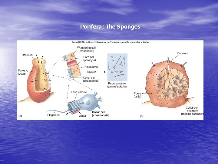 Porifera: The Sponges 