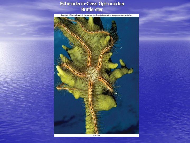 Echinoderm-Class Ophiuroidea Brittle star 