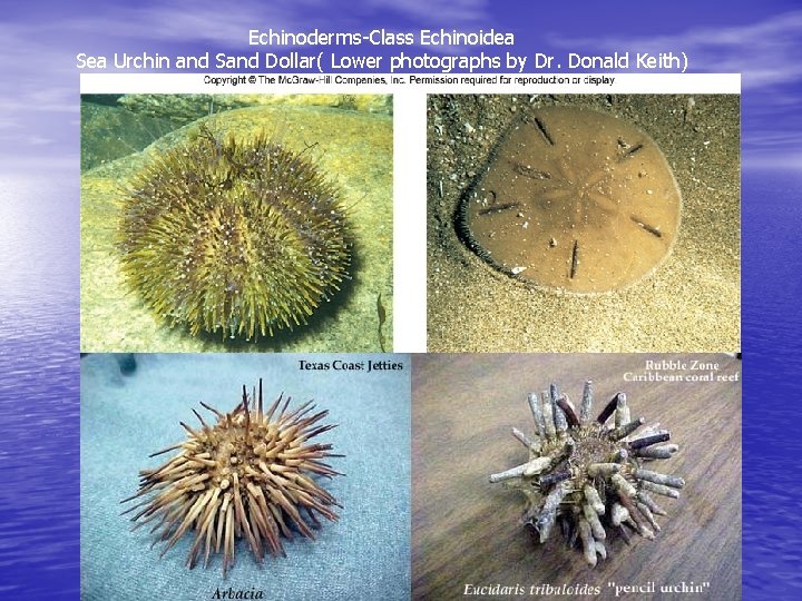 Echinoderms-Class Echinoidea Sea Urchin and Sand Dollar( Lower photographs by Dr. Donald Keith) 