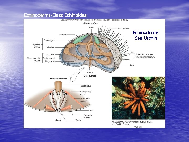 Echinoderms-Class Echinoidea Echinoderms Sea Urchin 