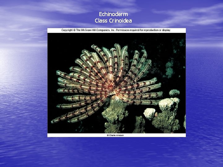 Echinoderm Class Crinoidea 